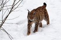 Bwald 17-02-07 0438   Photos ACG 2017