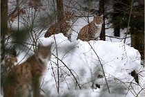 Bwald 17-02-07 0466   Photos ACG 2017