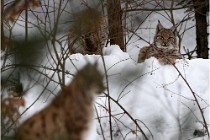 Bwald 17-02-07 0477   Photos ACG 2017