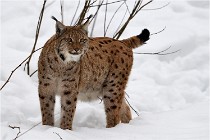 Bwald 17-02-07 0491   Photos ACG 2017