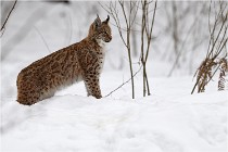 Bwald 17-02-07 0525   Photos ACG 2017