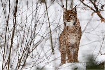 Bwald 17-02-07 0549   Photos ACG 2017