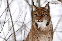 Bwald 17-02-07 0554   Photos ACG 2017