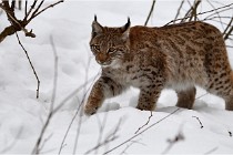 Bwald 17-02-07 0569   Photos ACG 2017