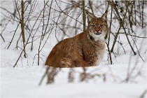 Bwald 17-02-07 0613   Photos ACG 2017