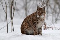 Bwald 17-02-07 0654  01  Photos ACG 2017