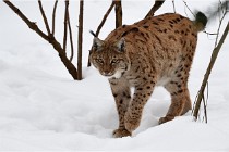 Bwald 17-02-07 0660   Photos ACG 2017