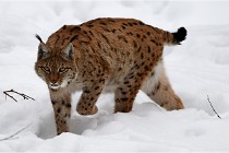 Bwald 17-02-07 0668   Photos ACG 2017