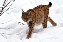 Bwald 17-02-07 0669   Photos ACG 2017