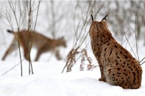 Bwald 17-02-07 0696   Photos ACG 2017