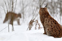 2017-02-05 11 Bayerischer Wald