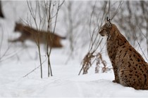 Bwald 17-02-07 0712   Photos ACG 2017