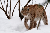 Bwald 17-02-07 0721   Photos ACG 2017