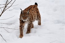 Bwald 17-02-07 0731   Photos ACG 2017