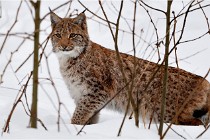 Bwald 17-02-07 0742   Photos ACG 2017