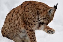 Bwald 17-02-07 0766   Photos ACG 2017