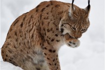 Bwald 17-02-07 0773   Photos ACG 2017