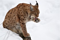 Bwald 17-02-07 0778   Photos ACG 2017