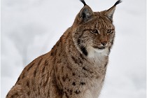 Bwald 17-02-07 0802   Photos ACG 2017