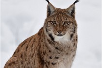 Bwald 17-02-07 0826   Photos ACG 2017