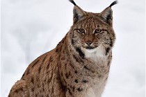 Bwald 17-02-07 0837   Photos ACG 2017