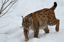 Bwald 17-02-07 1670   Photos ACG 2017