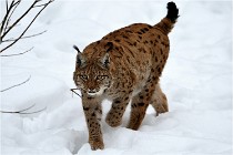 Bwald 17-02-07 1671   Photos ACG 2017