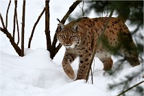 Bwald 17-02-07 1680   Photos ACG 2017