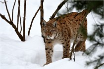 Bwald 17-02-07 1681   Photos ACG 2017