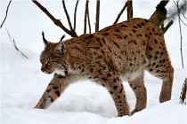 Bwald 17-02-07 1684   Photos ACG 2017