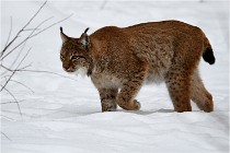 Bwald 17-02-07 1704   Photos ACG 2017