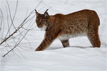 Bwald 17-02-07 1705   Photos ACG 2017