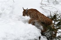 Bwald 17-02-07 1707   Photos ACG 2017