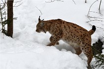 Bwald 17-02-07 1709   Photos ACG 2017