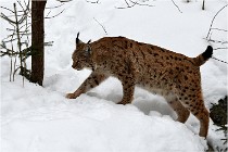 Bwald 17-02-07 1710   Photos ACG 2017