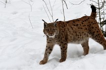 Bwald 17-02-07 1718   Photos ACG 2017