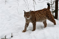 Bwald 17-02-07 1719   Photos ACG 2017