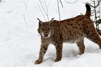 Bwald 17-02-07 1721   Photos ACG 2017