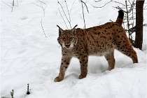 Bwald 17-02-07 1722   Photos ACG 2017