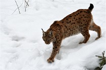 Bwald 17-02-07 1733   Photos ACG 2017