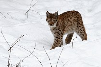 Bwald 17-02-07 1737   Photos ACG 2017