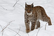 Bwald 17-02-07 1738   Photos ACG 2017