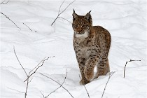 Bwald 17-02-07 1739   Photos ACG 2017