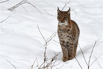 Bwald 17-02-07 1745   Photos ACG 2017