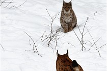 Bwald 17-02-07 1754   Photos ACG 2017