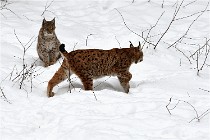 Bwald 17-02-07 1759   Photos ACG 2017