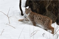 Bwald 17-02-07 1778   Photos ACG 2017