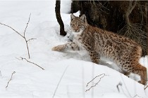 Bwald 17-02-07 1780   Photos ACG 2017