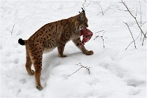 Bwald 17-02-07 1811   Photos ACG 2017