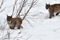 Bwald 17-02-07 1829   Photos ACG 2017